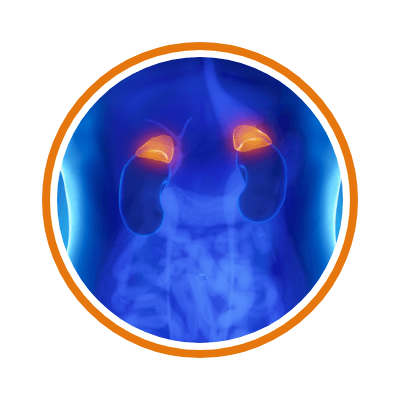 Adrenal Glands