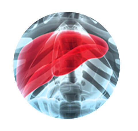 Liver Support