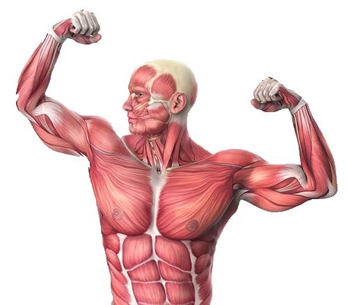 Strengthen Your Digestive System