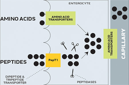 Doubling your leucine levels