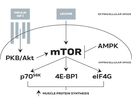 mTOR