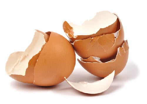 Egg Shells