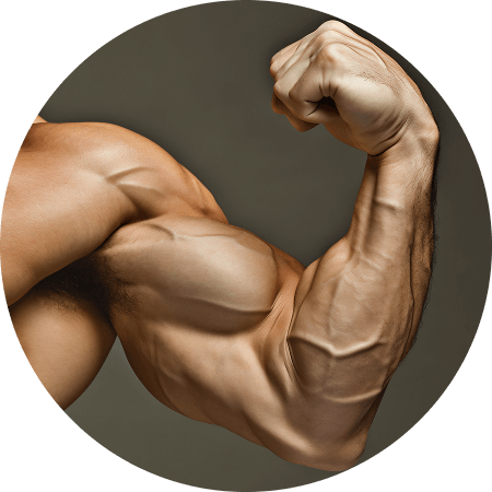 Muscle