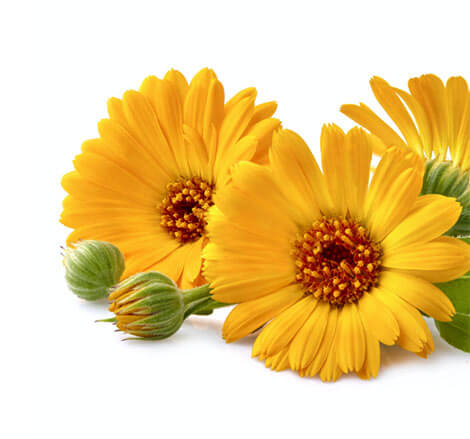 Marigold Flower