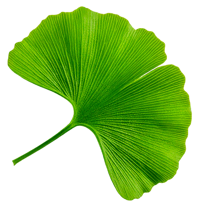 Gingko Biloba