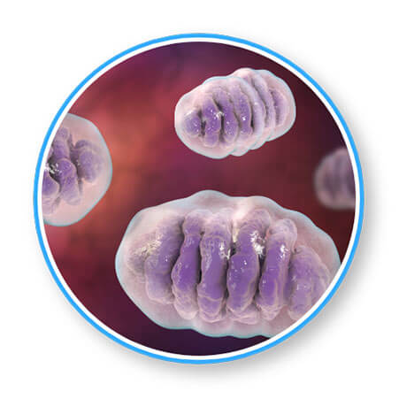 Mitochondria