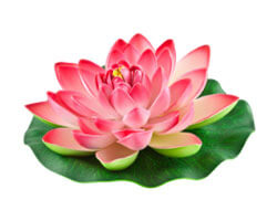 Sacred lotus