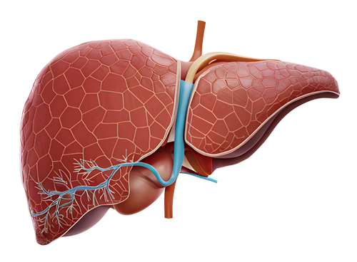 Liver