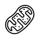 Mitochondrial