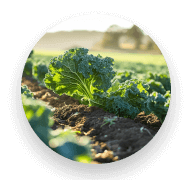 Dark leafy greens,