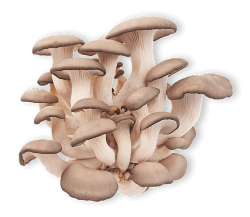 Ergothioneine
