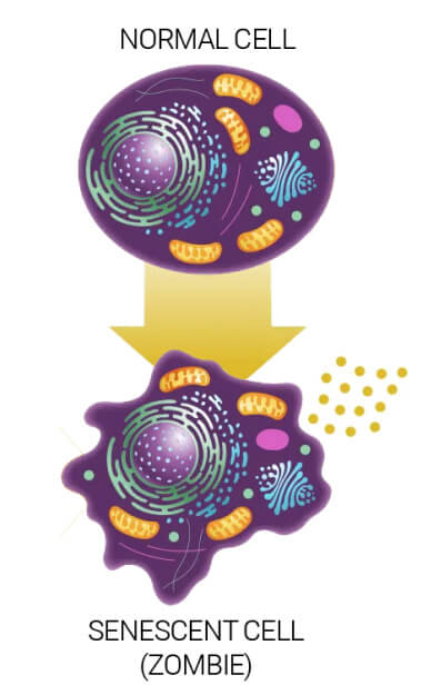 Zombie Cells