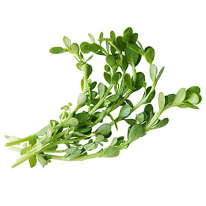 Bacopa Monnieri