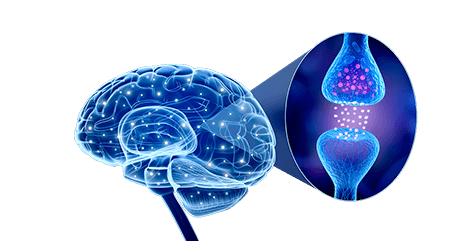 Brain Nerve