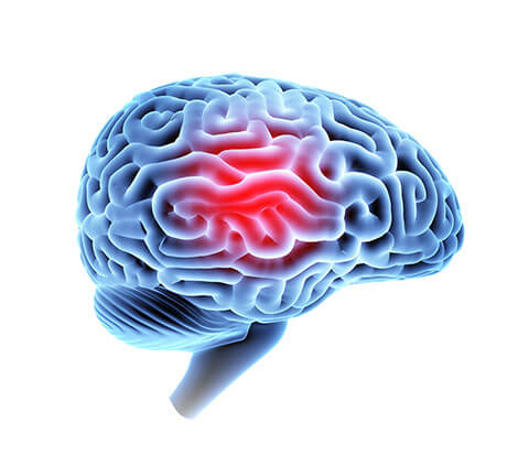 Brain