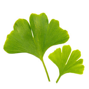 Ginkgo Biloba