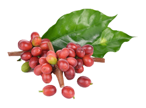 Coffee Arabica