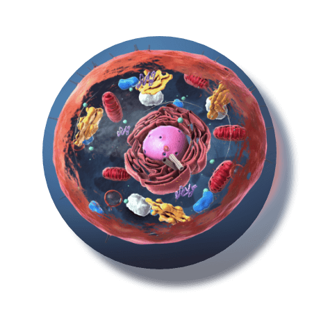 Brain Membrane