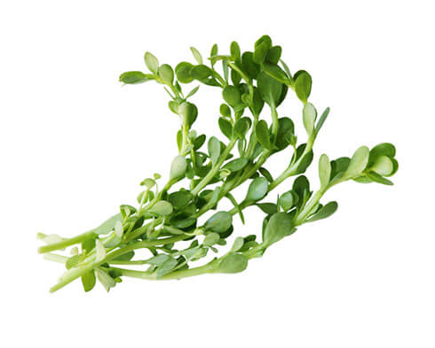 Bacopa monnieri plant