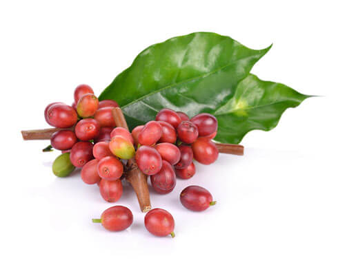 Coffee fruit for NeuroFactor