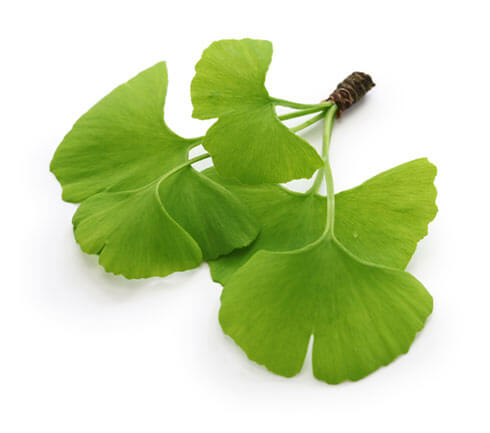 Ginkgo biloba leaves
