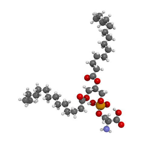 Phosphatidylserine