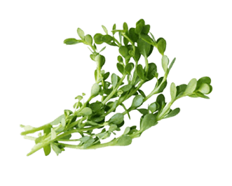 Bacopa Monnieri