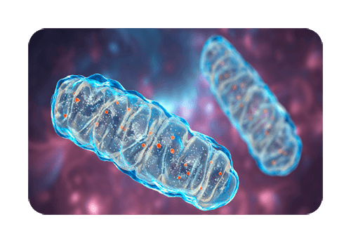 Mitochondria and the Future of Medicine