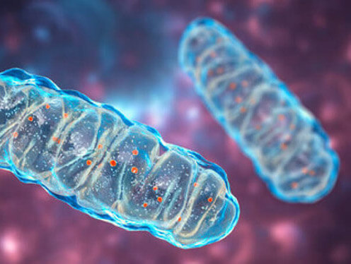 Mitochondria