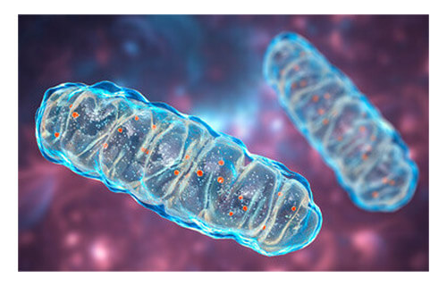 Mitochondrial