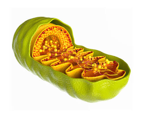 Mitochondria