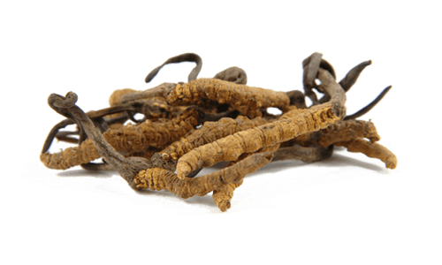 Cordyceps