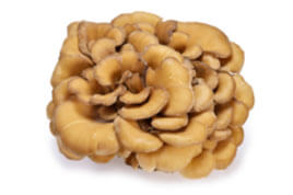 Maitake