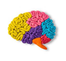 Brain