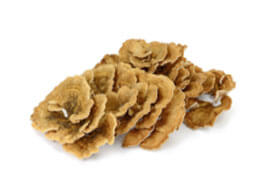 Polyporus