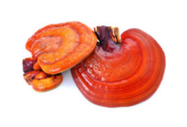 Reishi