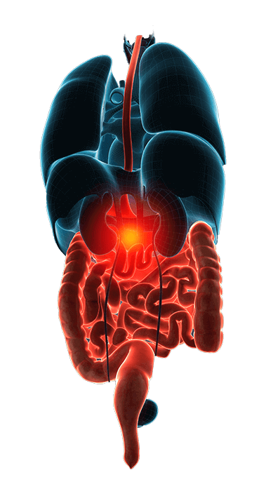 Digestive Tract