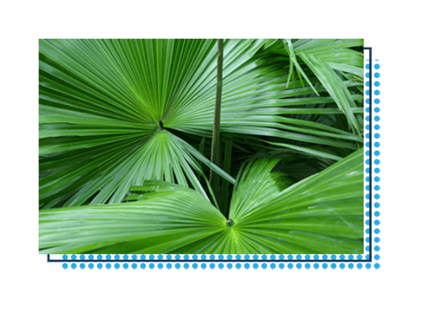 Saw Palmetto