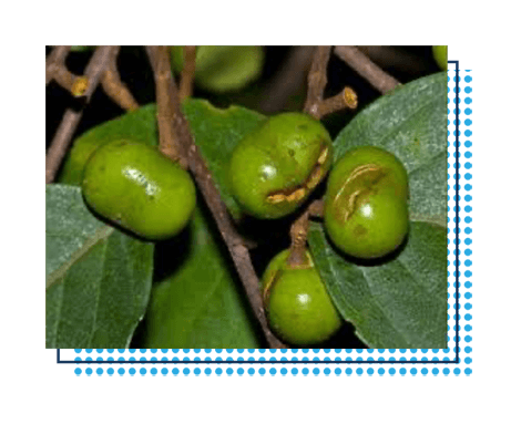 Pyguem Africanum