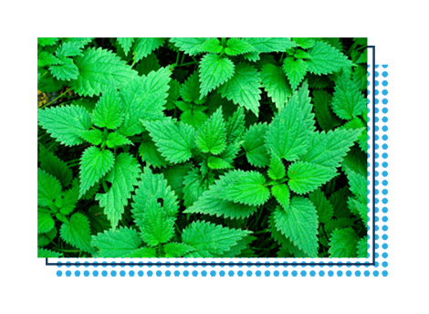 Stinging Nettle