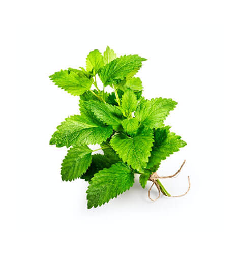 Lemon Balm