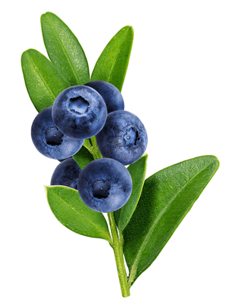 Bilberry
