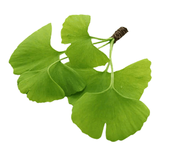 Gingko Biloba