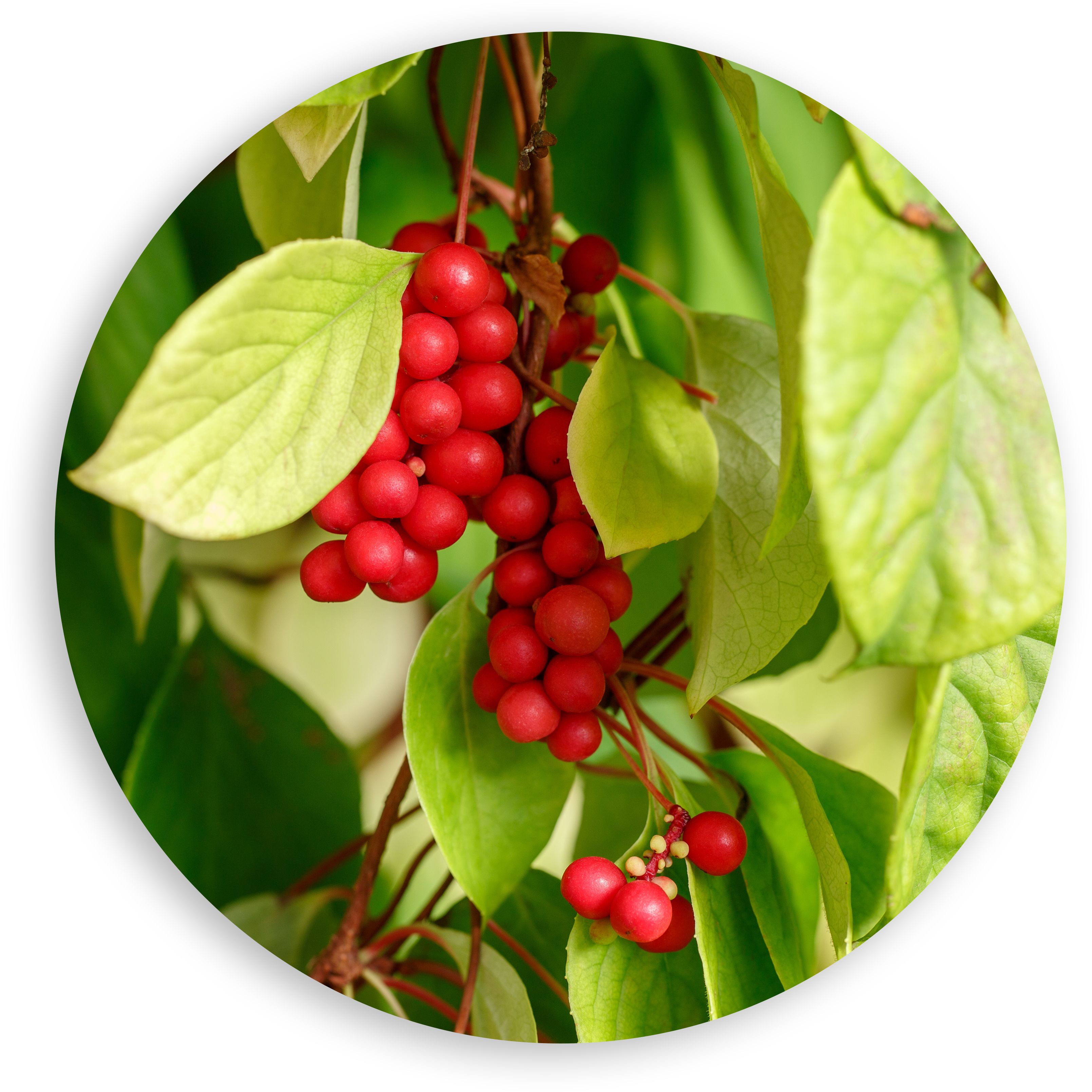 schisandra