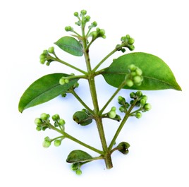 Eleuthero-Root-Bark