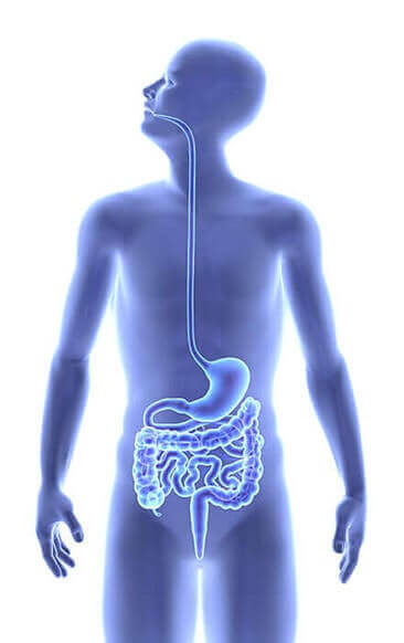 Digestive System