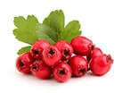 Hawthorn Berry