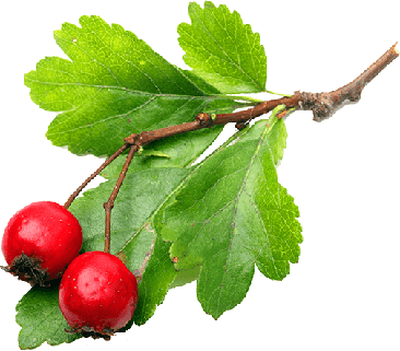 Hawthorn Berry