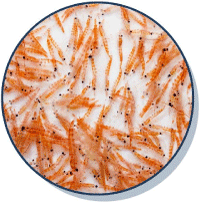 Antarctic Krill