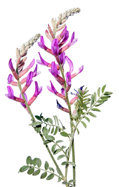 Astragalus